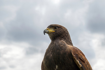 close up of Hawk with cloud background