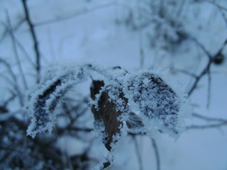 frost on the tree