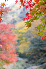 Autumn leaves of mountains in Japan / Daigo-town, Kuji-district, Ibaraki prefecture, Japan