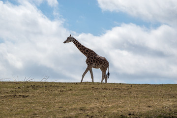 giraffe in profile isolated against sky with clouds