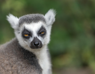 Sleepy lemur, eyes half closed, funny © RichartPhotos