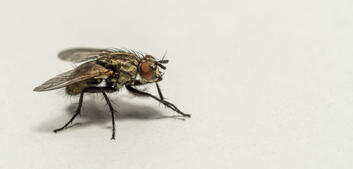 macro close up of fly in profile on white background