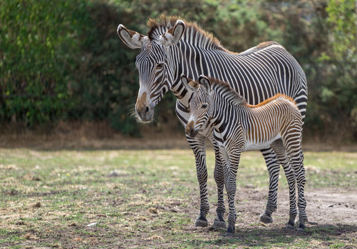 adult and baby zebra foal