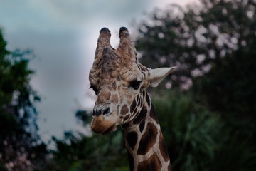 Portrait of a Giraffe 