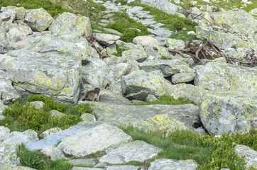 Naklejka na ściany i meble marmot on a stone