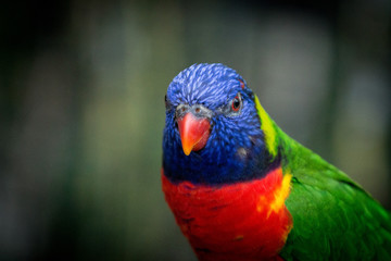 Face of a Rainbow Lorikeet / Colorful Bird 