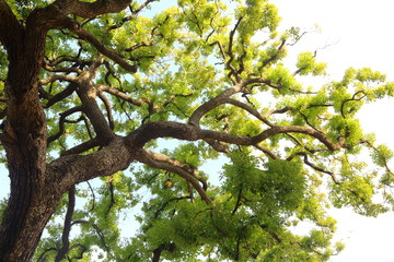 空に向かう大木