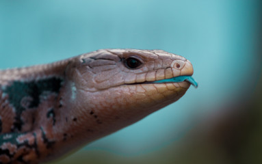 Portrait of a Blue Tongued Skink Sticking Out His Tongue 