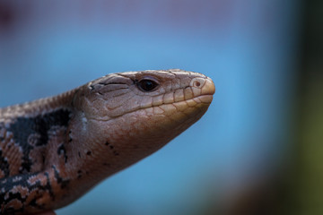 Portrait of a Blue Tongued Skink / Lizard with a blue background