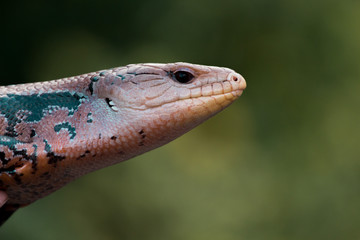 Portrait of a Blue Tongued Skink / Lizard Green Background