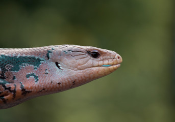 Portrait of a Blue Tongued Skink / Lizard 