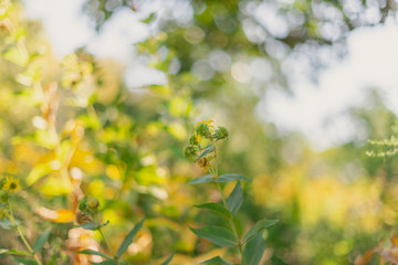 closeup of sunflower buds 