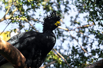 Great Curassow Bird of South America 