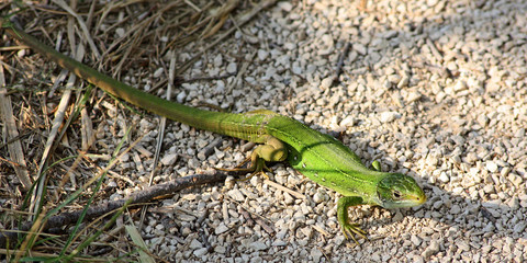 lézard vert