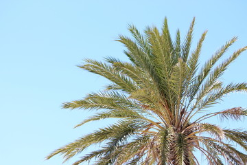 Obraz na płótnie Canvas Green palm tree fronds against a blue summer sky, no clouds, Copy space