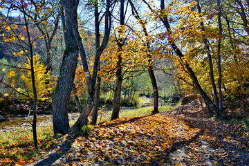 Autumn forest landscape in Low Beskids (Beskid Niski), Poland