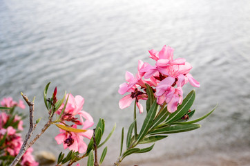 Pink oleander blossoms above the water.