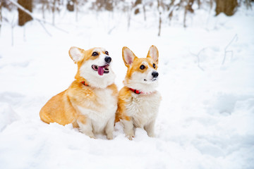 dogs welsh corgi pembroke in winter