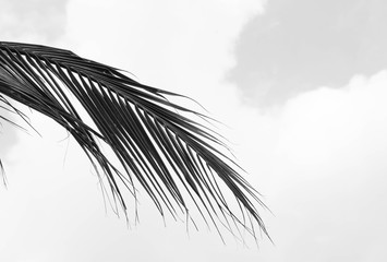palm leaf pattern background - black and white