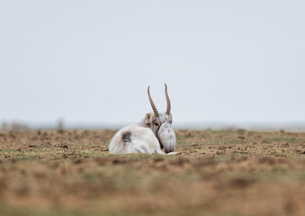 The appearance of a powerful male during the rut. Saiga tatarica is listed in the Red Book,...