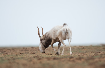 The appearance of a powerful male during the rut. Saiga tatarica is listed in the Red Book,...