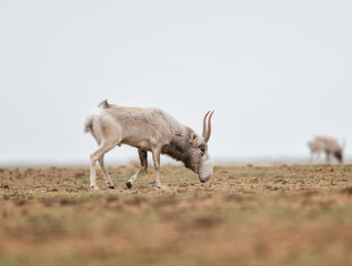 The appearance of a powerful male during the rut. Saiga tatarica is listed in the Red Book,...