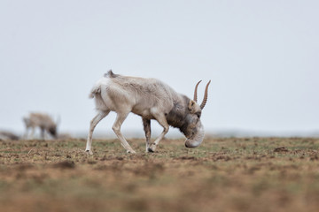 The appearance of a powerful male during the rut. Saiga tatarica is listed in the Red Book,...