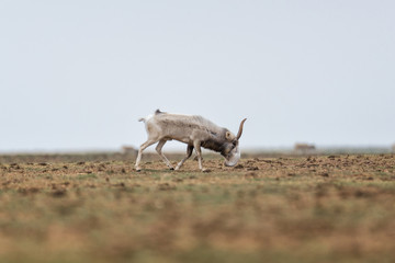 The appearance of a powerful male during the rut. Saiga tatarica is listed in the Red Book, Chyornye Zemli (Black Lands) Nature Reserve, Kalmykia region, Russia.