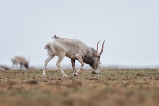 The appearance of a powerful male during the rut. Saiga tatarica is listed in the Red Book, Chyornye Zemli (Black Lands) Nature Reserve, Kalmykia region, Russia.