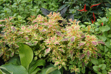 Coleus plant or scientific name is Solenostemon