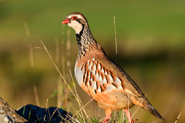 Wild Red-legged Partridge in natural habitat of reeds and grasses on moorland in Yorkshire Dales, UK