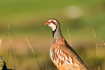 Wild Red-legged Partridge in natural habitat of reeds and grasses on moorland in Yorkshire Dales, UK