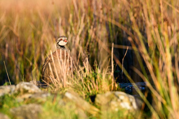 Wild Red-legged Partridge in natural habitat of reeds and grasses on moorland in Yorkshire Dales, UK
