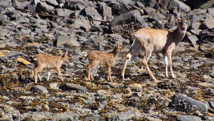 Family of deer walking on rocks