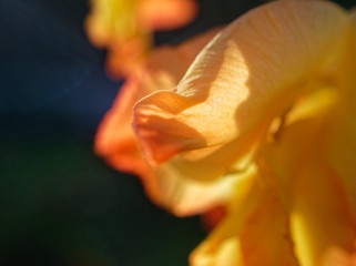 Fototapeta na wymiar orange gladiolus flower in summer in macro garden