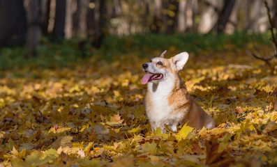 Naklejka na ściany i meble little dog, puppy, in the autumn forest on yellow foliage