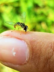 outdoors on a sunny day a yellow fly diptera with brown perched and licking a person's finger