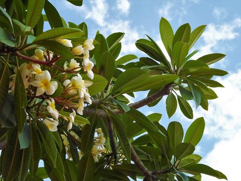  group frangipani flowers on its tree