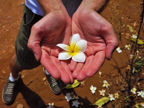 delicate plumeria flower in hands