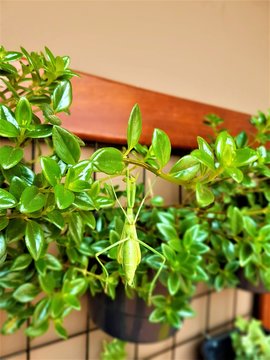 sunny day outdoor in the vertical garden plant a mantodea praying mantis is hanging on trying to camouflage