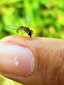 outdoors on a sunny day a yellow fly diptera with brown perched and licking a person's finger