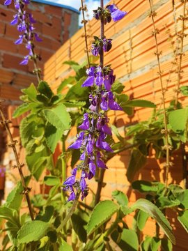 outdoor sunny day in the backyard of the house the plant boldo is flowery with a purple flower