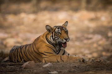 A male tiger cub resting on a beautiful morning at Ranthambore tiger reserve, india