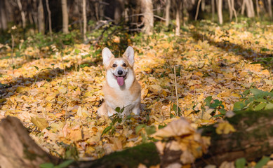 Naklejka na ściany i meble little dog, puppy, in the autumn forest on yellow foliage