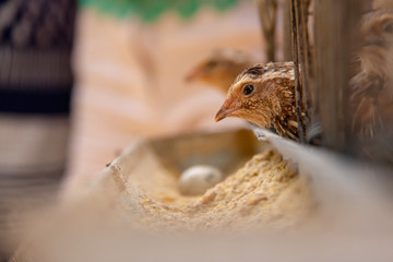 Small bird eating and putting egg