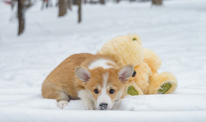 two small dogs in the winter forest, welsh corgi pembroke