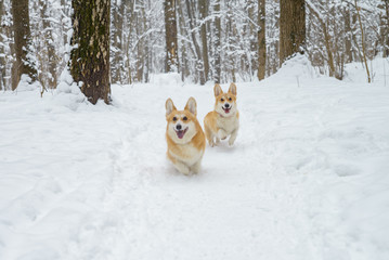two small dogs in the winter forest, welsh corgi pembroke