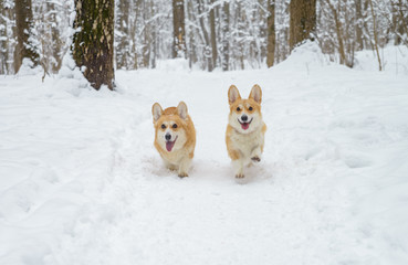 two small dogs in the winter forest, welsh corgi pembroke