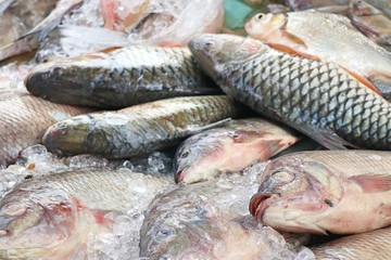 fresh fish in market