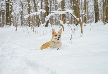 two small dogs in the winter forest, welsh corgi pembroke